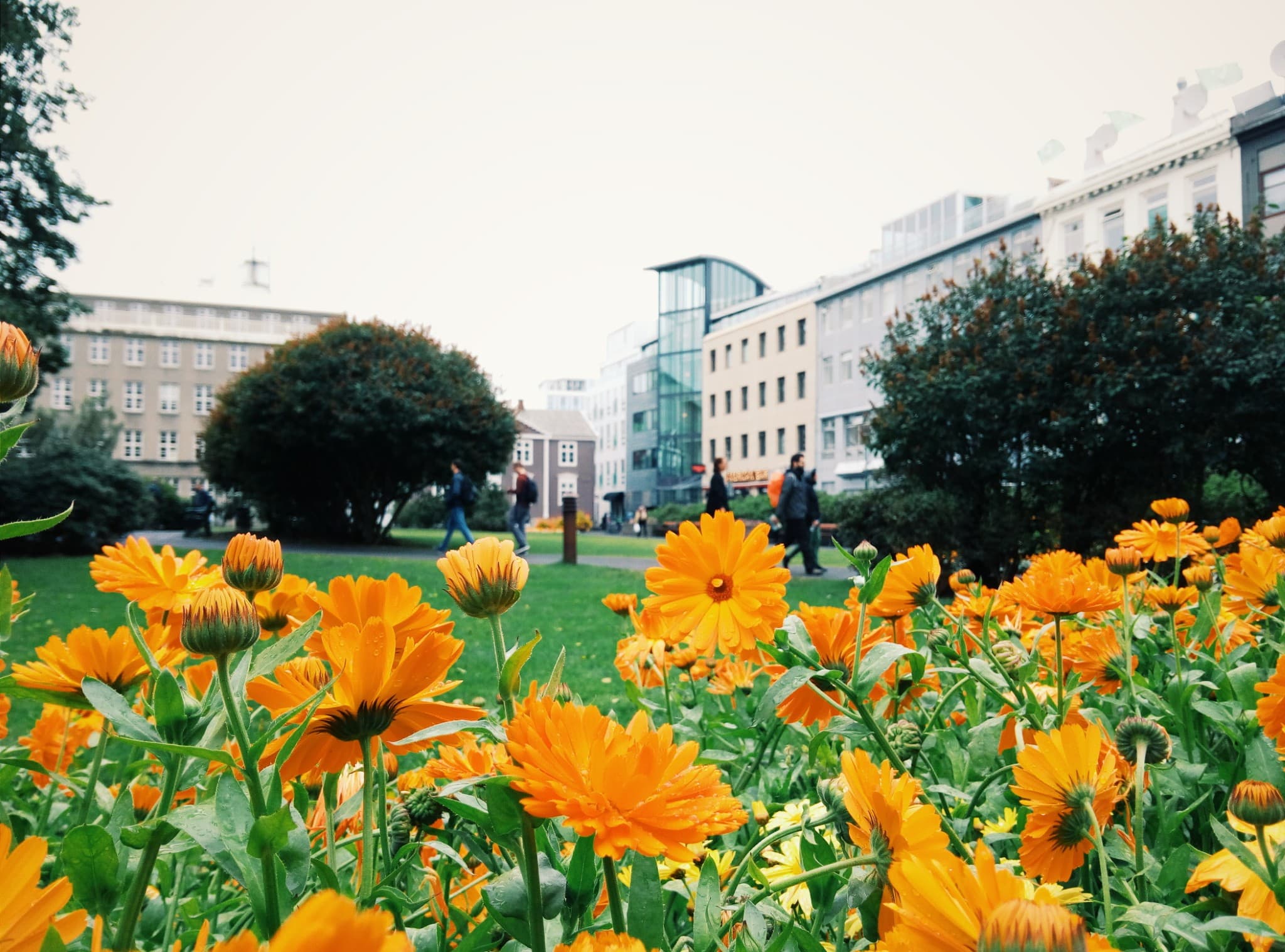 Bright orange flowers fill the foreground of a grassy park area, with people walking and city buildings visible in the blurred background.