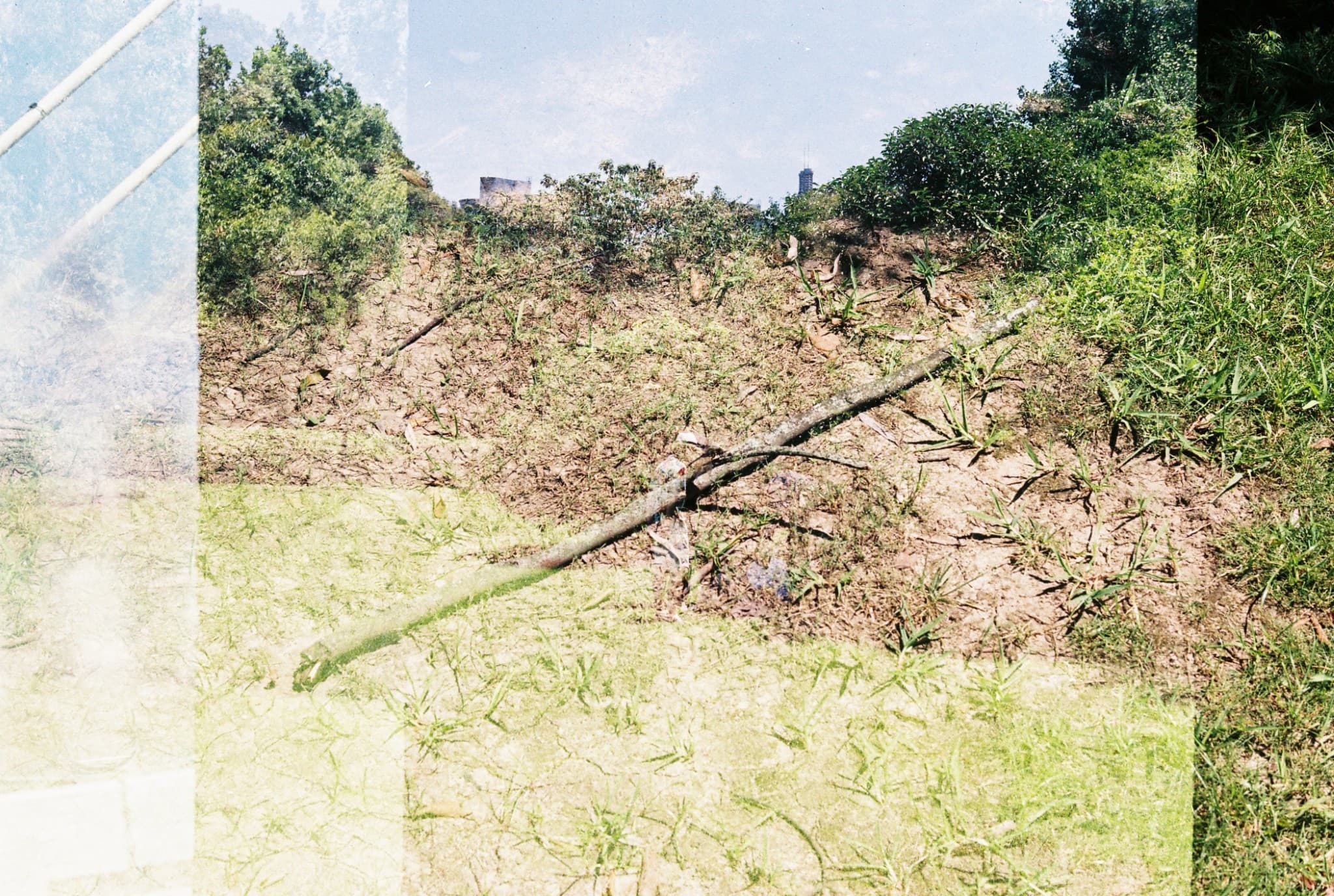 A long fallen branch rests on a grassy, dirt-covered embankment with green trees and bushes on the hill in the background.