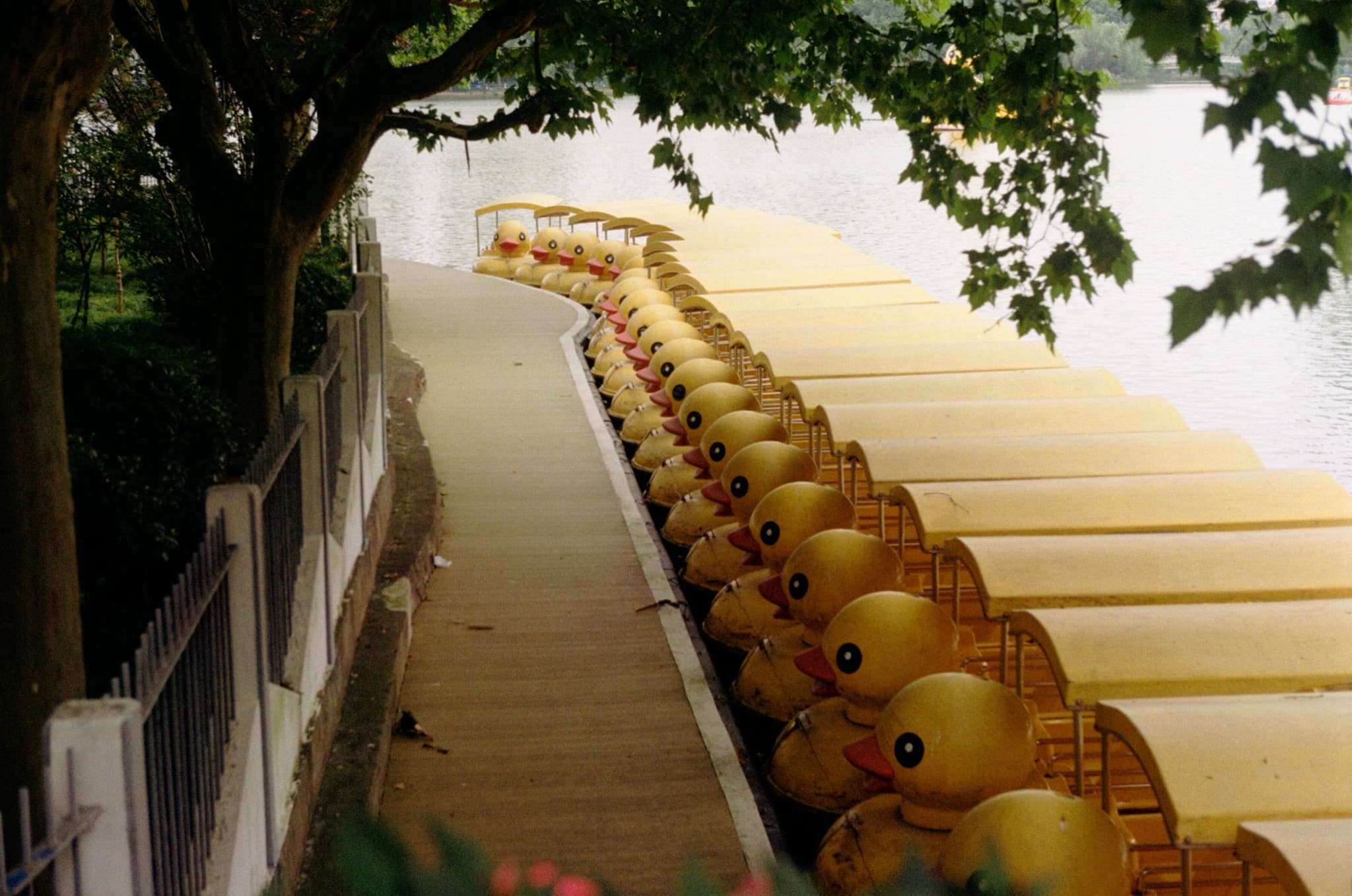 A long line of yellow duck-shaped paddle boats is docked along the shore of a lake next to a paved walkway.