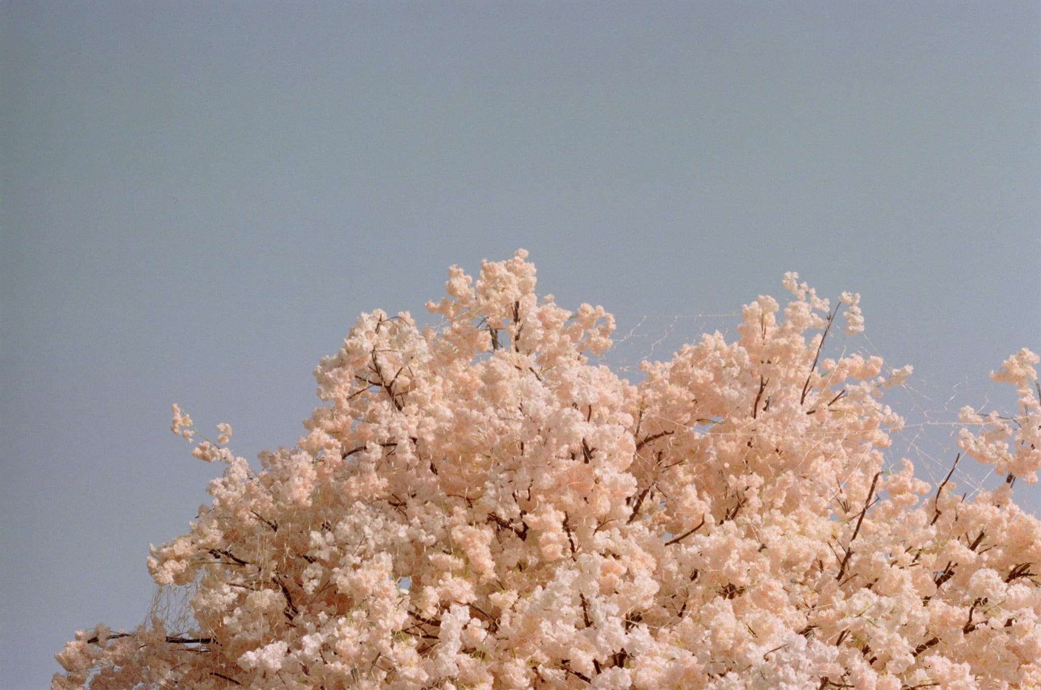 A close-up view of a tree densely covered in pink cherry blossoms set against a clear, pale blue sky.