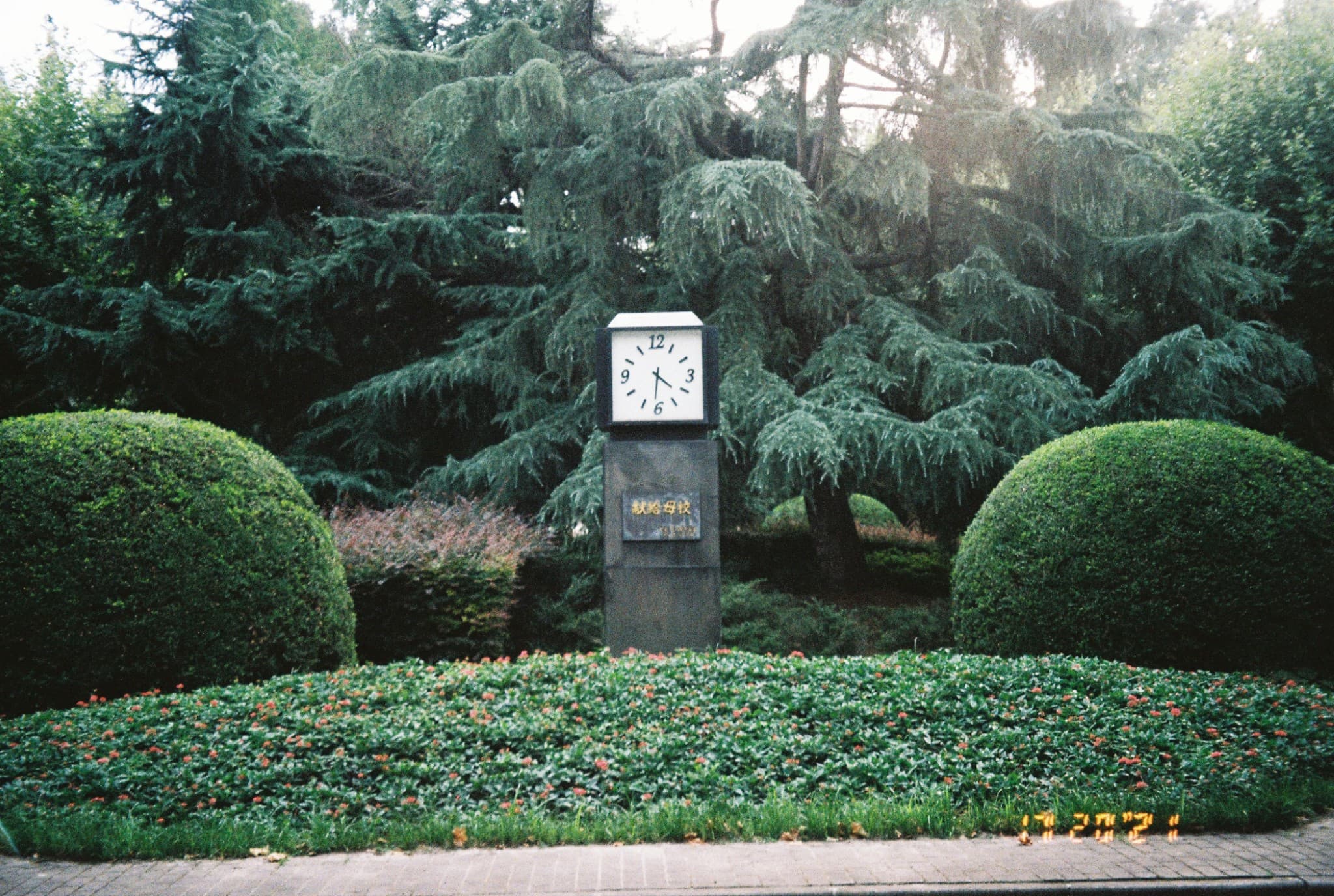 An outdoor clock is mounted on a stone pillar situated between two large manicured bushes and backed by tall evergreen trees.