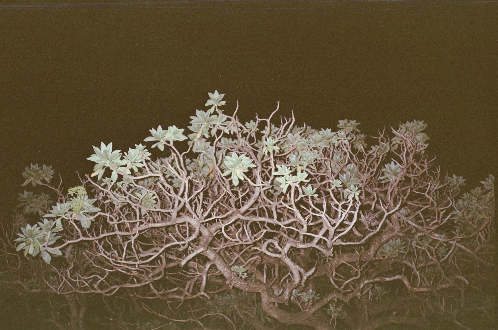 A sprawling shrub with pale green leaves and an intricate network of gnarled branches stands out against a dark brown background.