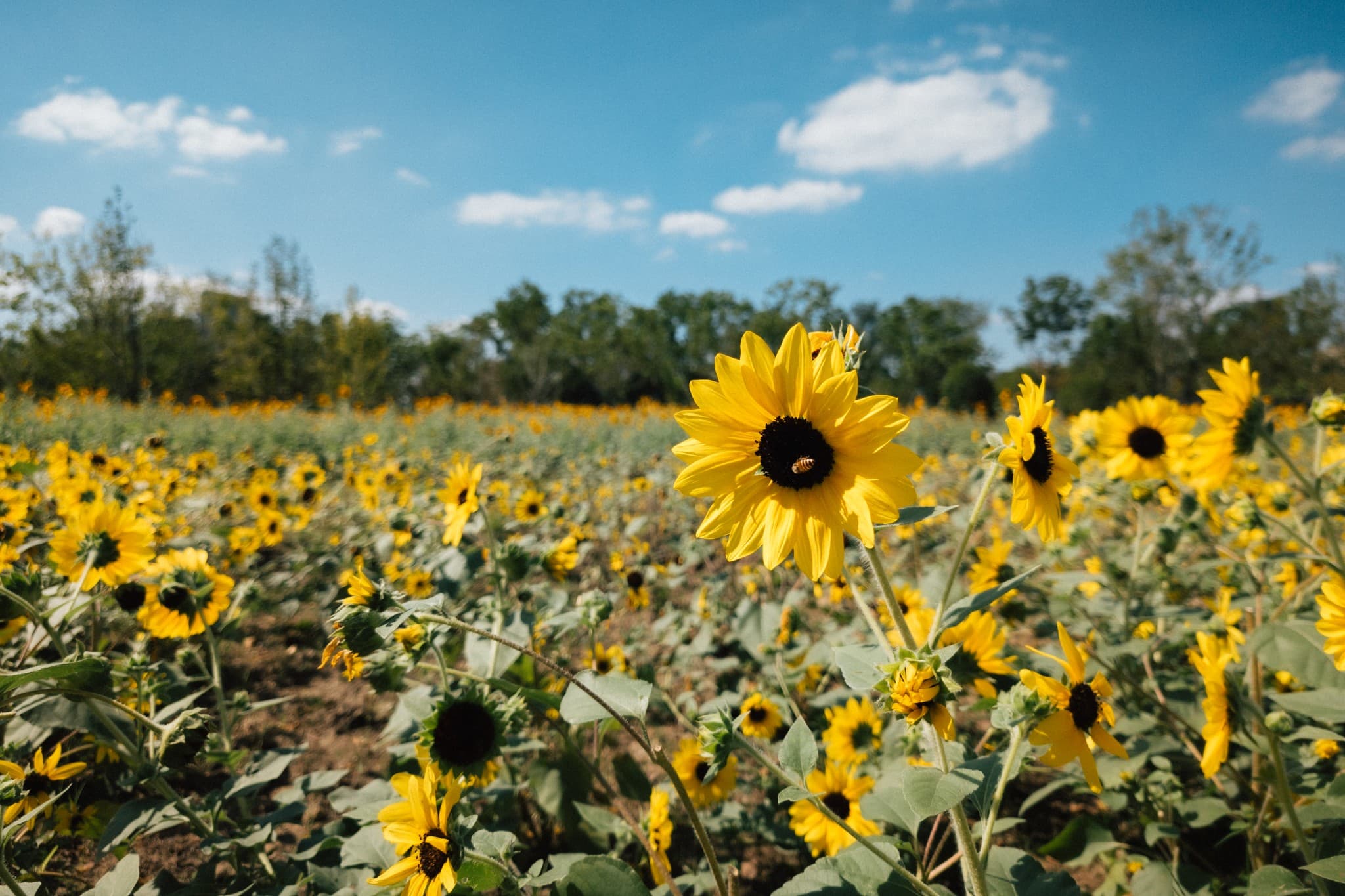 A vast field of yellow sunflowers grows beneath a bright blue sky with scattered clouds and a line of trees in the background.