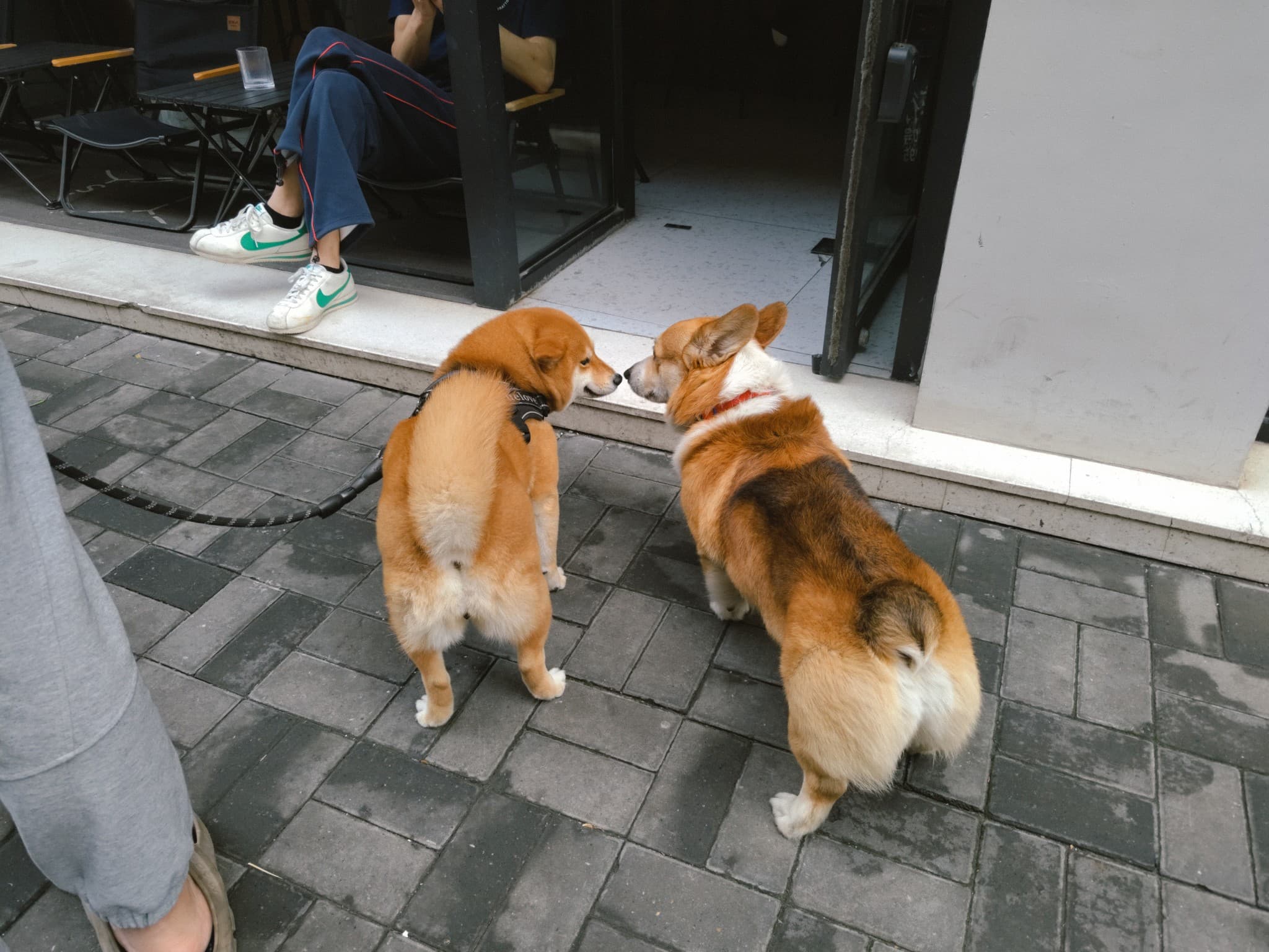 Two dogs stand nose-to-nose on a paved walkway outside a shop entrance.