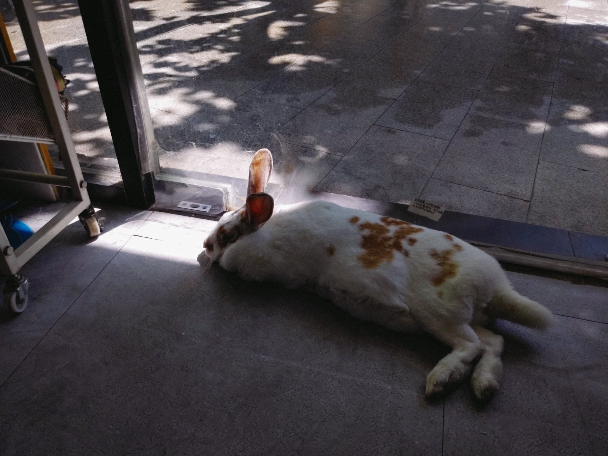 A white rabbit with brown spots lies on a tiled floor in a patch of sunlight near a glass door.
