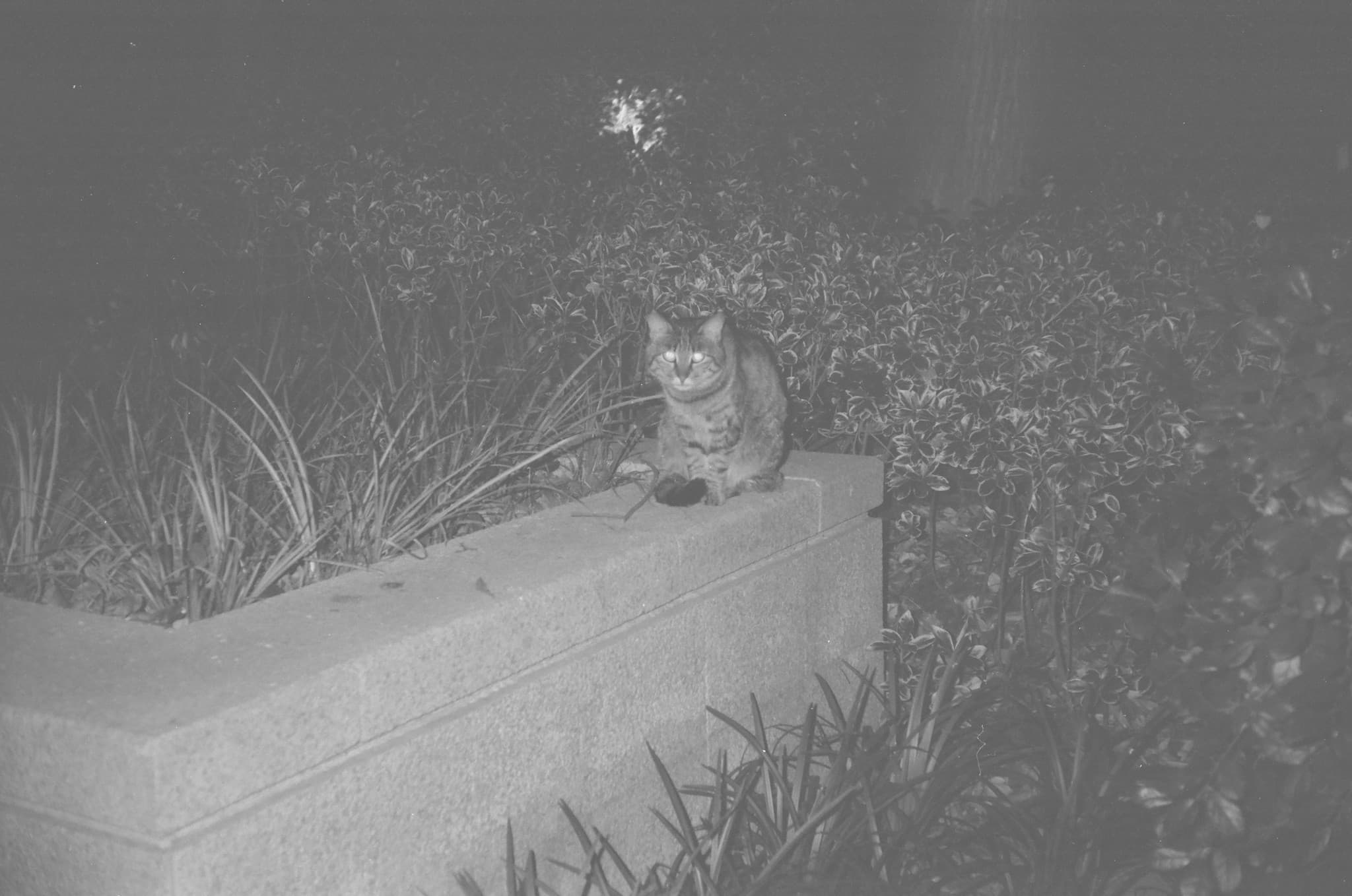 A cat sits on a low wall surrounded by bushes in a black-and-white night photograph.